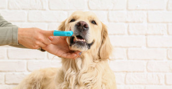 Kui unustad selle lemmikloomade hooldamise olulise detaili, võib sinu neljajalgne sõber jääda hammasteta ja kogeda muid terviseprobleeme