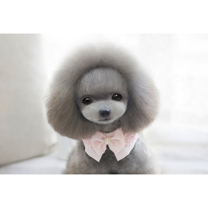 CHEE PET Rosettiga krae Paw Couture 